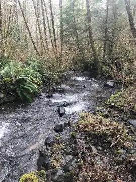 Alsea Land Near Mary's Peak