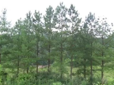 Residential Land in Pikeville, KY