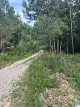 11-Acre Hunting Land