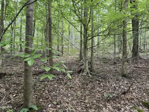 Unrestricted Wooded Land in Newport