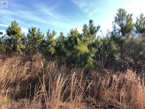 Queen City Timberland Tract
