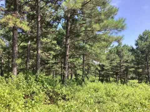 Hunting Land with Creek Border