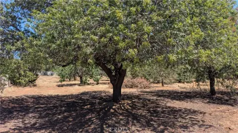 Perris Land with Pistachio Orchard
