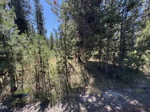 Pine-Covered Recreation Land