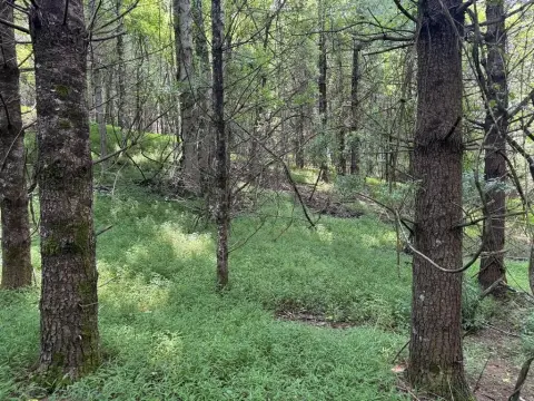Wooded Mountain Land