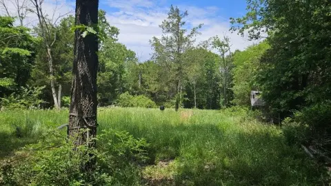 Wooded Hunting and Homesite Land