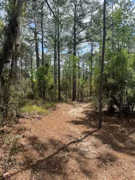 Levy County Wooded Land Parcel