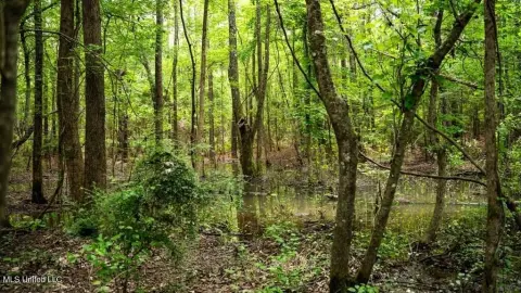 Affordable Hunting Land in Bastrop