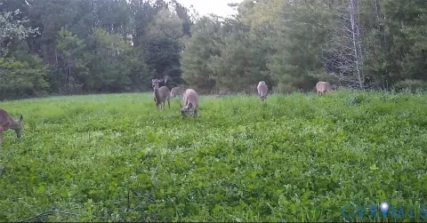Recreational Hunting Land Tract