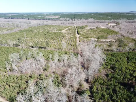 Recreational Land with Pine Timber