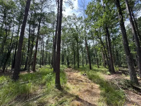 Recreational Timber Hunting Land