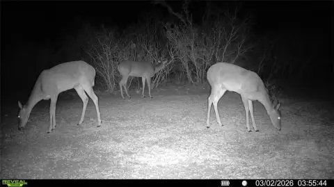 Unrestricted Land Near San Diego, TX