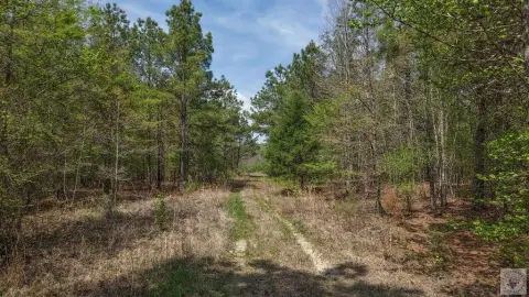 30 Acres of Texas Timberland
