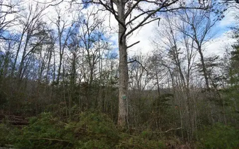 Wooded Lot in Gated Community