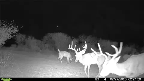 25 Acres in Alice, Texas