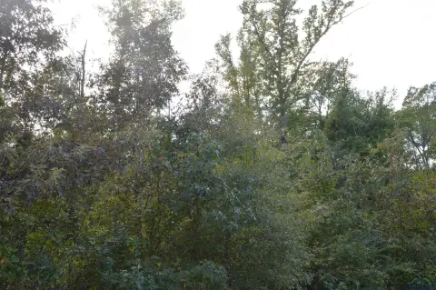 Jefferson, TX Acreage Opportunity