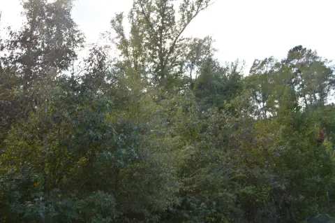 Secluded Acreage in Jefferson, Texas