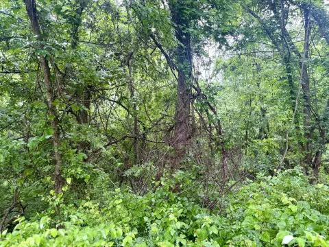 Secluded Acreage Near Stockton Lake