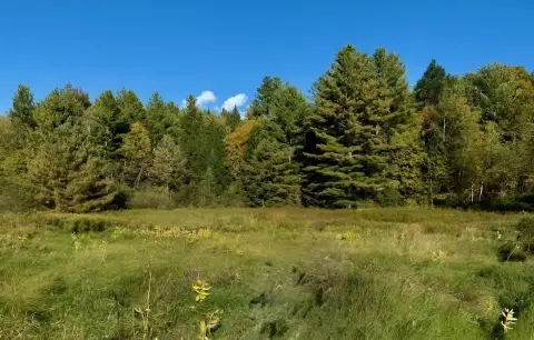 Forested Land with Meadow