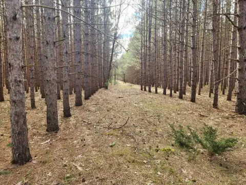 Residential Land in Manistee, MI