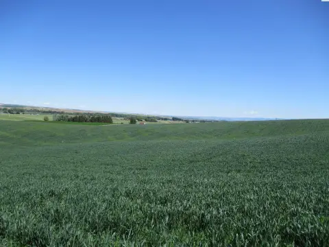 Irrigated Farm near Touchet, WA