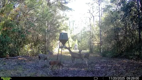 Crestview Wooded Land Parcel