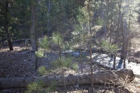 Garden Valley Land with Creek