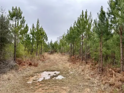 40 Acres of Hunting Land
