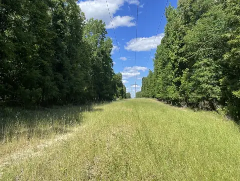 204 Acres of Hunting Land