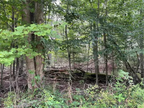 Wooded Hunting Land