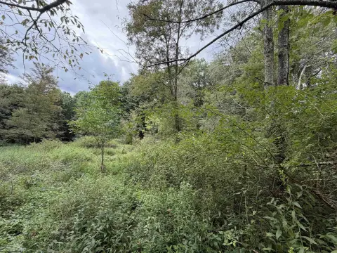 Wooded Hunting Land