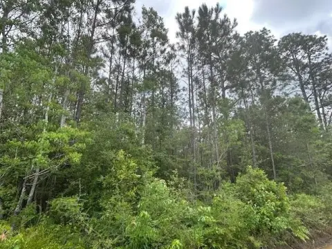 Wooded Land Near Avalon Beach