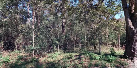 Buildable Lot Near Downtown Savannah