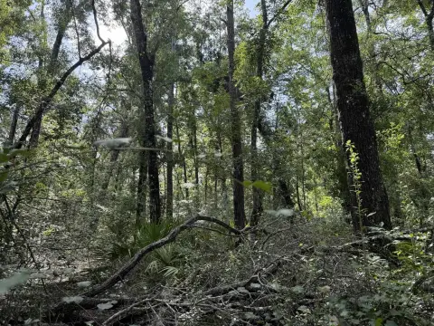 Suwannee Riverfront Acreage in Live Oak
