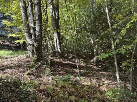 Wooded Hunting Land with Stream