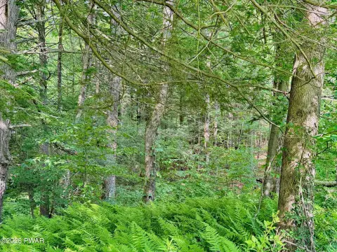 Wooded Residential Land Parcel