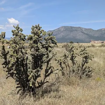 Land in Stanley, New Mexico