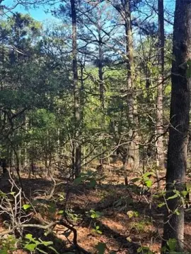 Secluded Hunting Land Near Creek