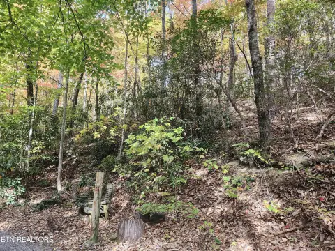 Sevierville Land on Bluff Mountain