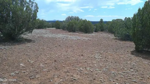 Concho, AZ Treed Lot