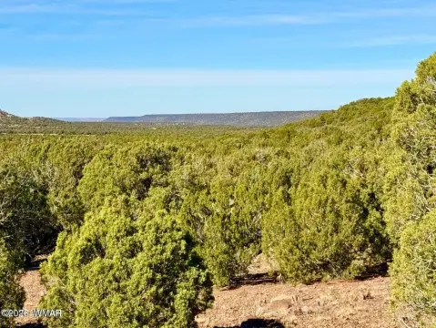 Heavily Treed Land in Concho