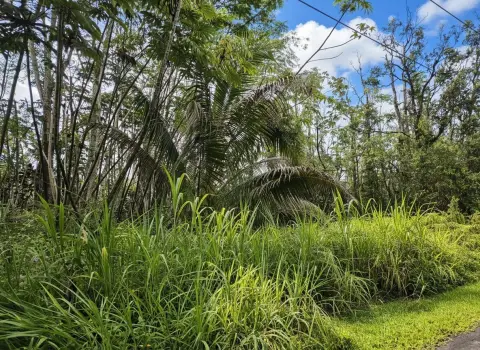 Wooded Vacant Land Lot
