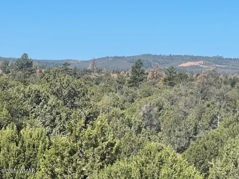 Treed Land Backs National Forest