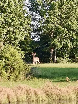 Recreational Hunting Land with Fenced Pasture