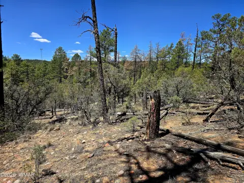 Heavily Treed Land in Show