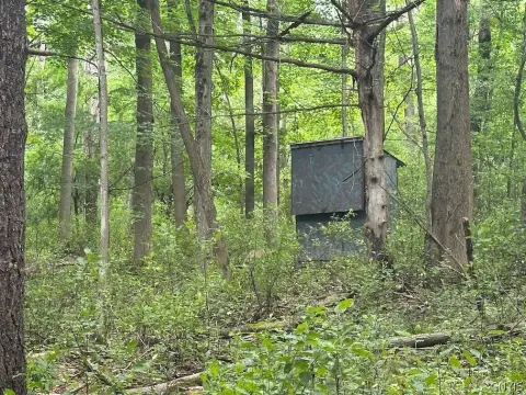 Corner Hunting Land Tract