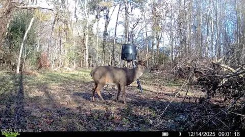Hunting Land Along Vaughan Creek