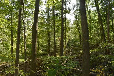 Wooded Land with Creek Access