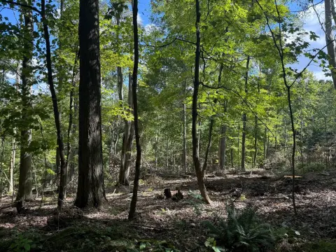 Wooded Land for Hunting/Recreation