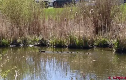 Creekside Property: Build Your Dream Cabin